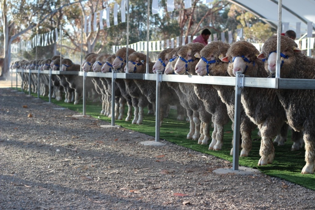 2016 Merino Display Dates