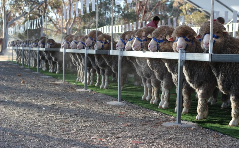 Wollaloo Park Merino and Poll Merino