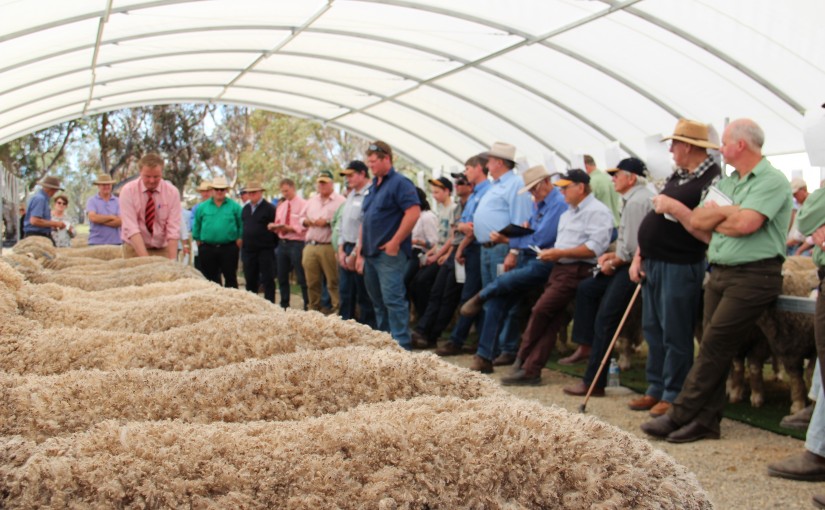 Wallaloo Park Merino & Poll Merino