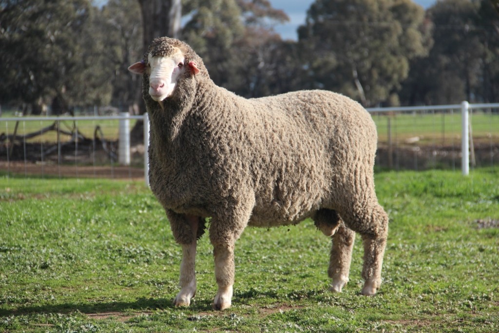 Adelaide Rams to $17,000