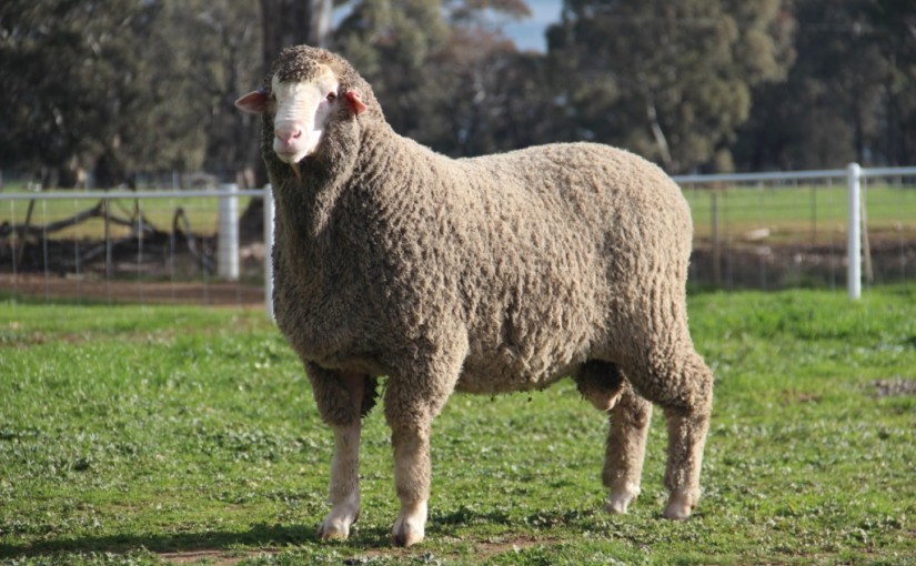 Wallaloo Park Merino & Poll Merino