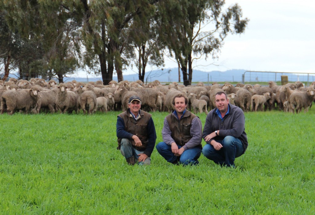 Who said Merino Ewes couldn’t count?