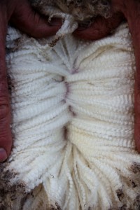 wp-422-wool