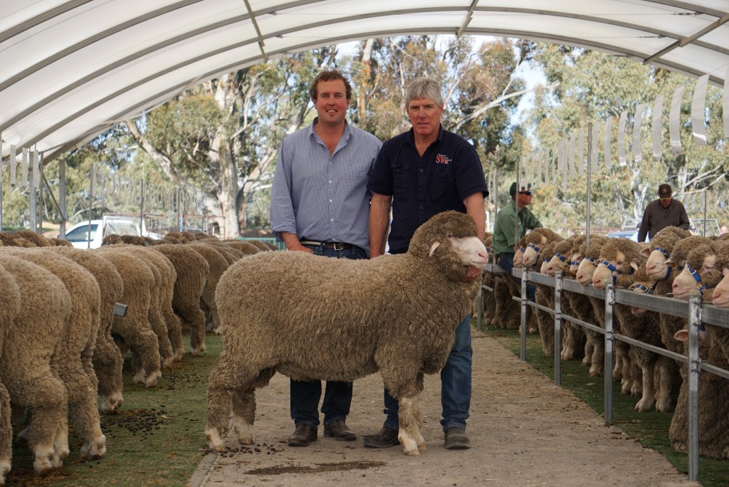 Wallaloo Park rams sell to widespread demand